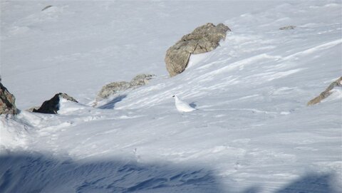Gipfelschneehuhn