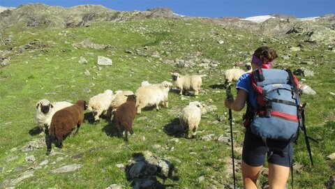 Hocharn im Sommer - voller komischem Getier