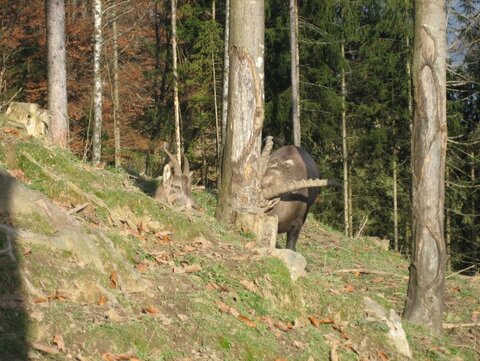 Was sindn dat für Tiere?