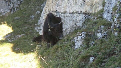 Garstiger Yak