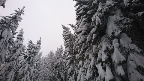 Beladene und schon schiefe Bäume