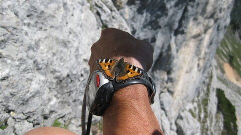 Schmetterling macht Jause!