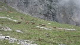 Gamsherde beim Grubenkaser