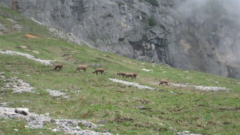 Gamsherde beim Grubenkaser