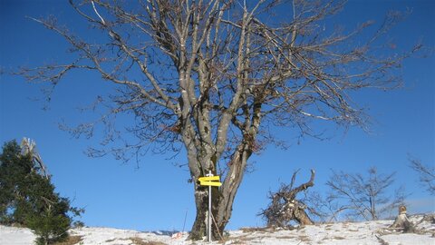 Baum am Rücken