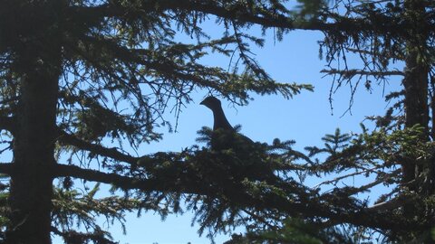 Was isn das fürn Huhn?