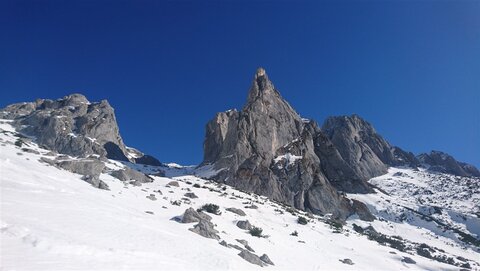 Fieberhorn