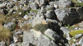 Peruanischer Wolpertinger (Viscacha)